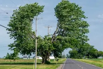A tree pruned into a heart shape, showcasing vibrant foliage against a clear sky, representing love and creativity in nature.